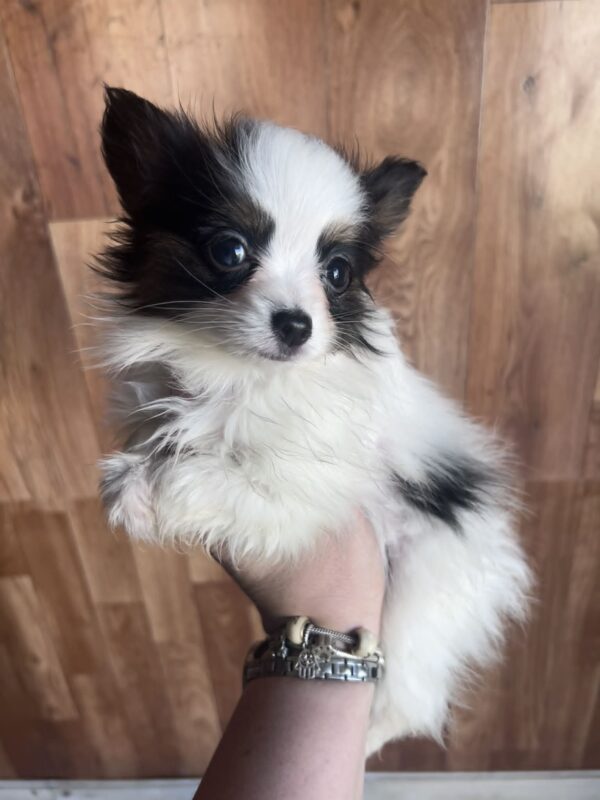 Jean Pierre Papillon Jean Pierre Papillon