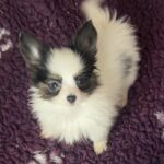 Jean-pierre-male-papillon-puppy-for-sale- (2)