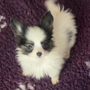 Jean Pierre Papillon Jean Pierre Papillon