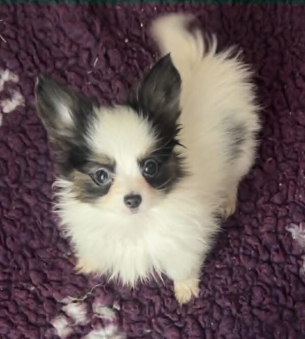 Jean Pierre Papillon Jean Pierre Papillon