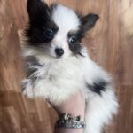 Jean-pierre-male-papillon-puppy-for-sale- (3)