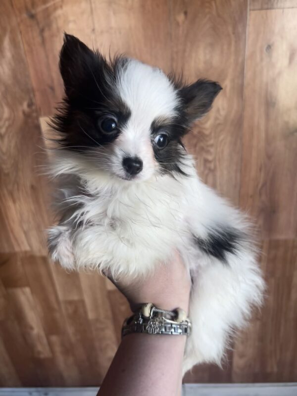 Jean Pierre Papillon Jean Pierre Papillon
