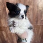 Jean-pierre-male-papillon-puppy-for-sale- (4)