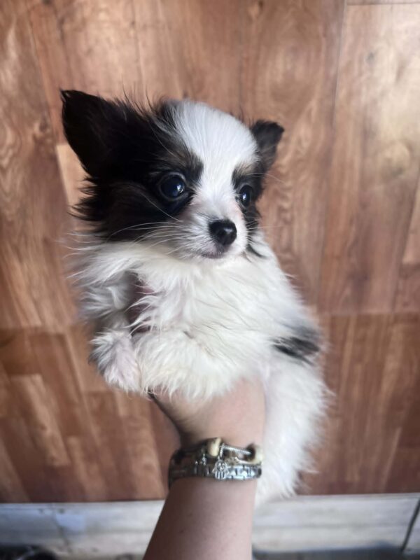 Jean Pierre Papillon Jean Pierre Papillon