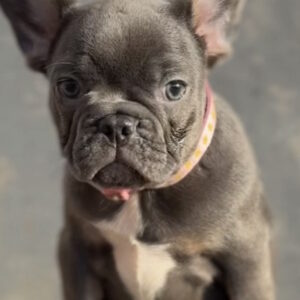 Jeanette French Bulldog Jeanette French Bulldog