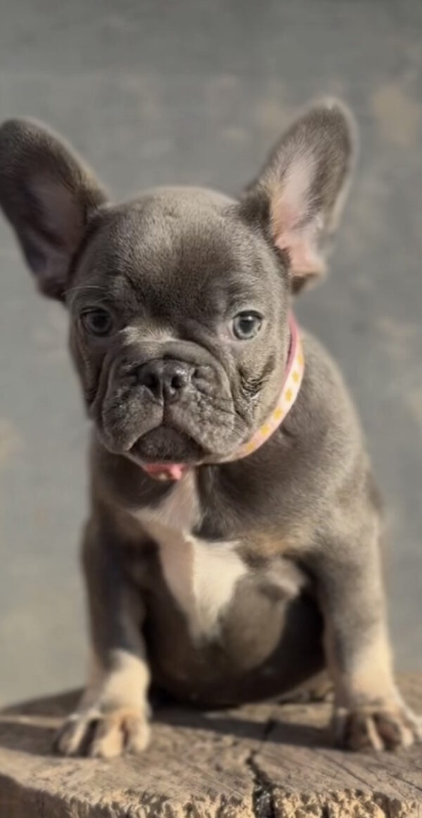 Jeanette French Bulldog Jeanette French Bulldog
