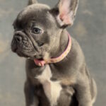 Jeanette-female-french-bulldog-puppy-for-sale-1 (2)