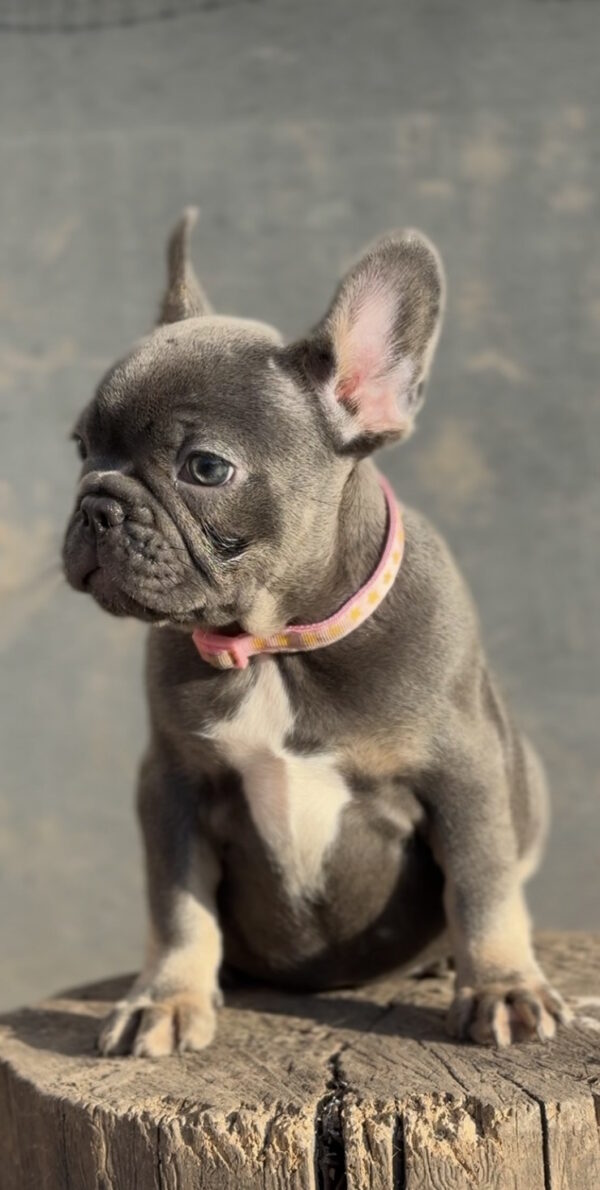Jeanette French Bulldog Jeanette French Bulldog