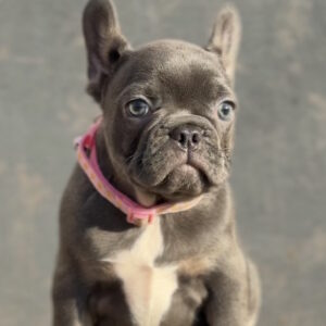 Jeanette French Bulldog Jeanette French Bulldog