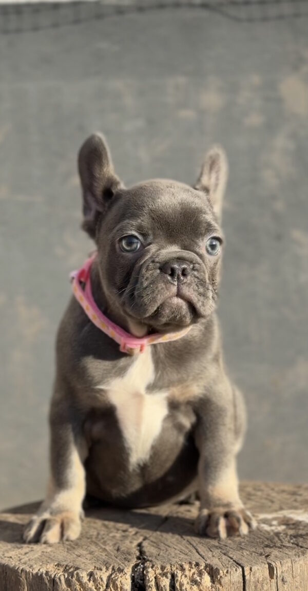 Jeanette French Bulldog Jeanette French Bulldog