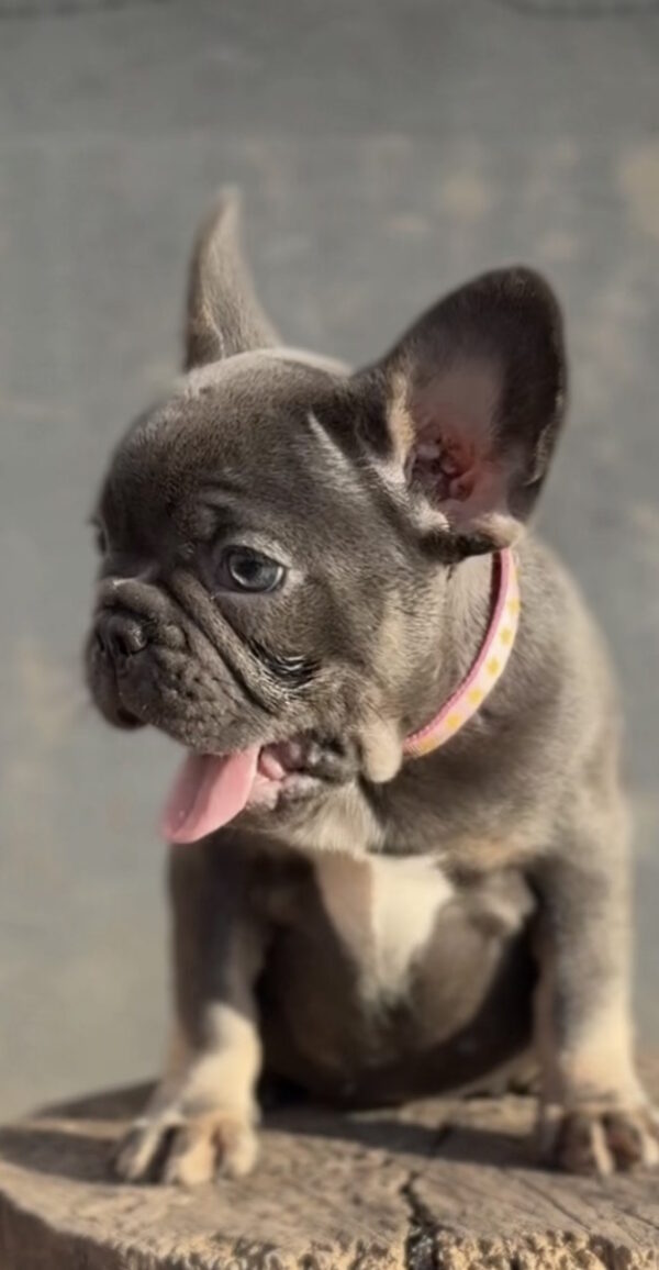 Jeanette French Bulldog Jeanette French Bulldog