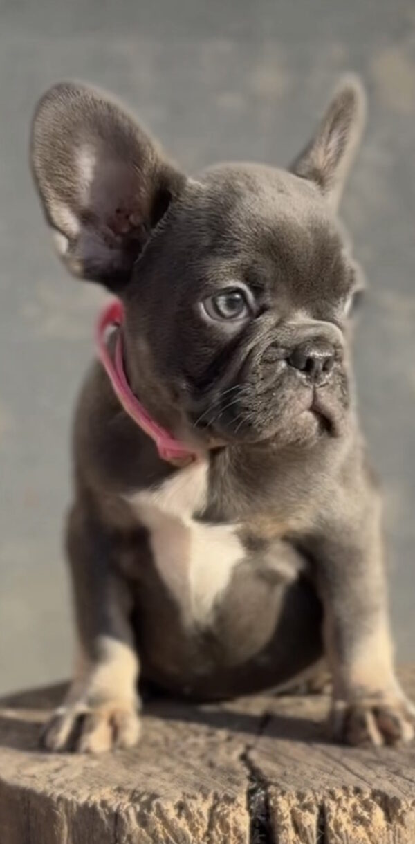 Jeanette French Bulldog Jeanette French Bulldog