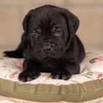 Jissa-female-Corso-puppy-for-sale-1