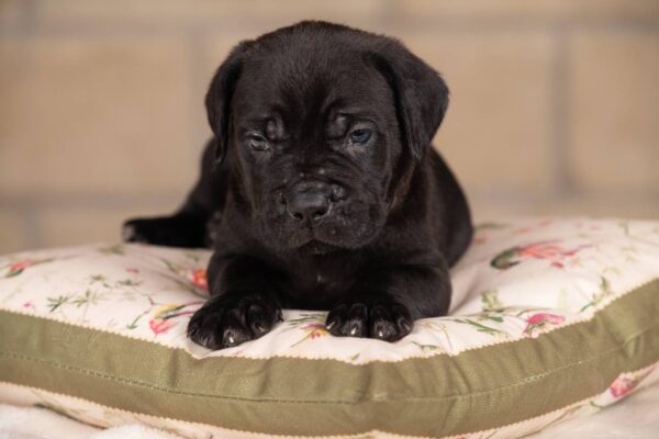 Jissa Cane Corso Jissa Cane Corso