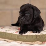 Jissa-female-Corso-puppy-for-sale-2
