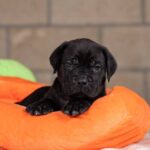 Jissa-female-Corso-puppy-for-sale-3