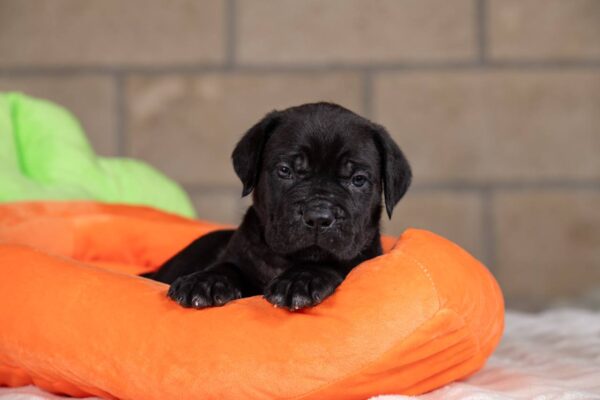 Jissa Cane Corso Jissa Cane Corso