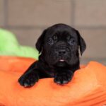 Jissa-female-Corso-puppy-for-sale-4
