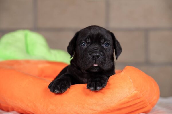 Jissa Cane Corso Jissa Cane Corso