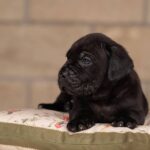 Jissa-female-Corso-puppy-for-sale-5