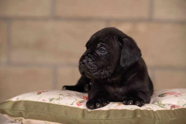 Jissa Cane Corso Jissa Cane Corso