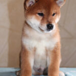 Joker-male-Shiba-puppy-for-sale- (1)