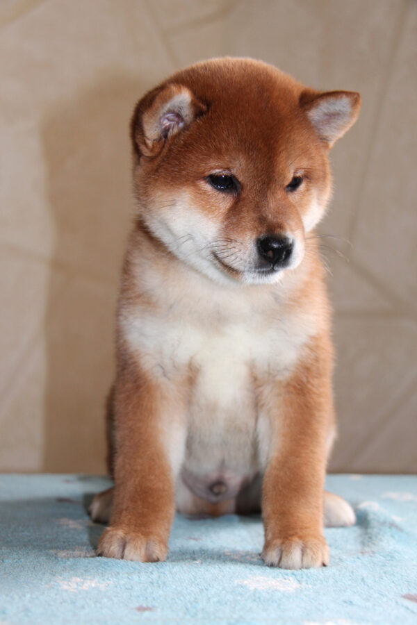 Joker Shiba Inu Joker Shiba Inu