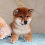 Joker-male-Shiba-puppy-for-sale- (2)