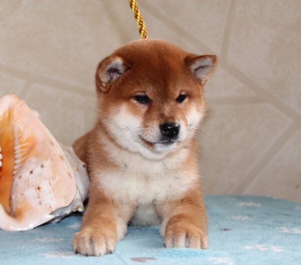 Joker Shiba Inu Joker Shiba Inu