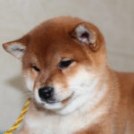Joker-male-Shiba-puppy-for-sale- (3)
