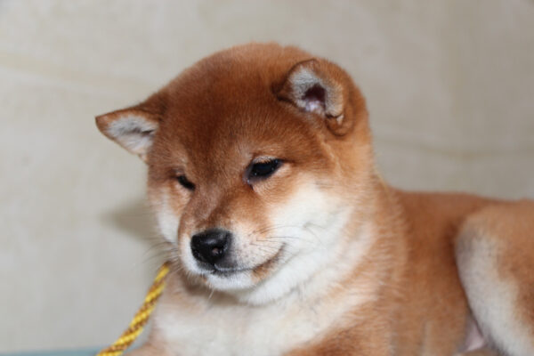 Joker Shiba Inu Joker Shiba Inu