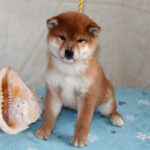 Joker-male-Shiba-puppy-for-sale- (4)
