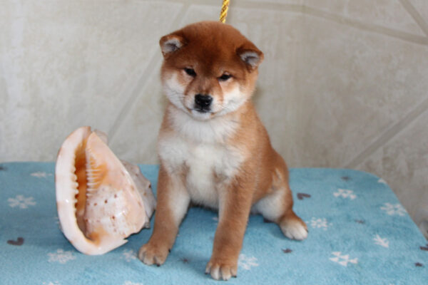Joker Shiba Inu Joker Shiba Inu
