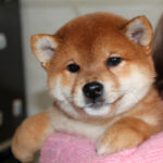 Joker-male-Shiba-puppy-for-sale- (5)