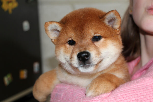 Joker Shiba Inu Joker Shiba Inu