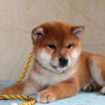 Joker-male-Shiba-puppy-for-sale- (6)