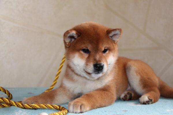 Joker Shiba Inu Joker Shiba Inu