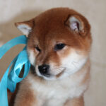 Joker-male-Shiba-puppy-for-sale- (7)