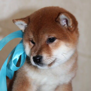 Joker Shiba Inu Joker Shiba Inu