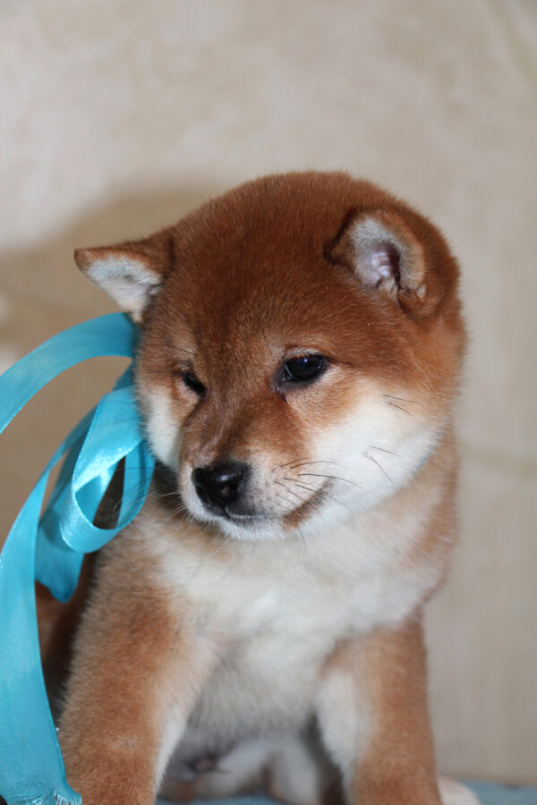 Joker Shiba Inu Joker Shiba Inu