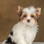Julie-female-Biewer-puppy-for-sale- (1)