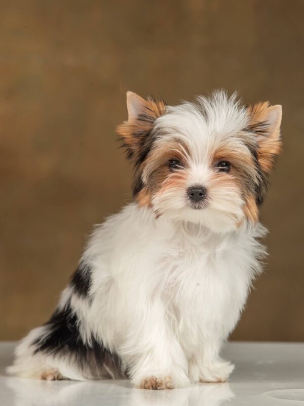 Julie Biewer Yorkshire Terrier Julie Biewer Yorkshire Terrier