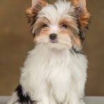 Julie-female-Biewer-puppy-for-sale- (2)