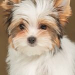 Julie-female-Biewer-puppy-for-sale- (3)