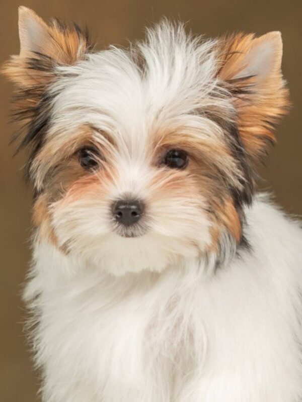 Julie Biewer Yorkshire Terrier Julie Biewer Yorkshire Terrier