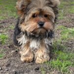Kails-male-Yorkshire-Terrier-puppy-for-sale-1