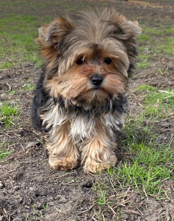 Kails Yorkshire Terrier Kails Yorkshire Terrier