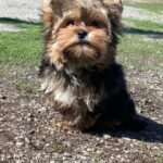 Kails-male-Yorkshire-Terrier-puppy-for-sale-2