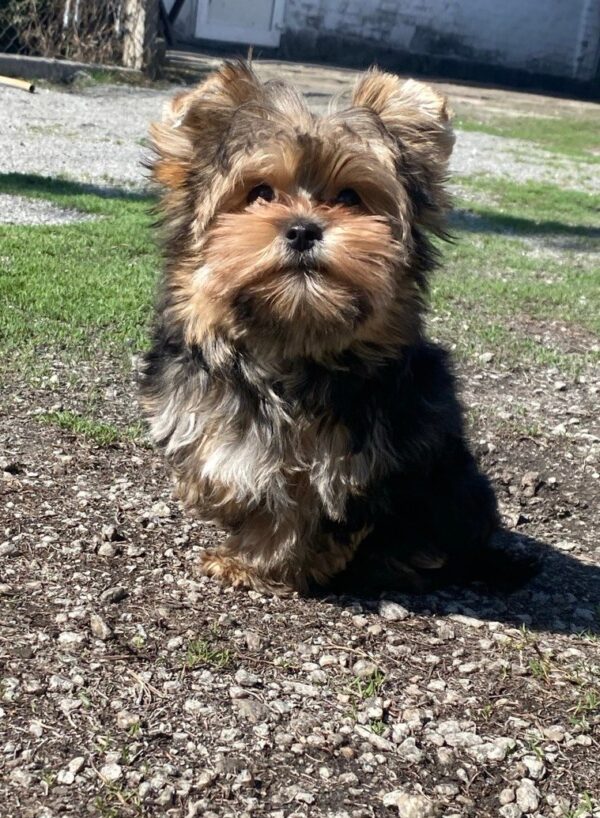 Kails Yorkshire Terrier Kails Yorkshire Terrier