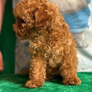 Kaisa Toy Poodle Kaisa Toy Poodle